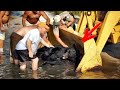 Drowning bear was begging PEOPLE for help... This man did not hesitate for a MOMENT