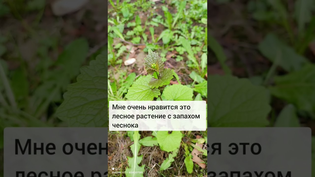 Дикая пряная трава для салата - Чесночница! #пряныетравы #растения #лес #лесныетравы #дача #сад