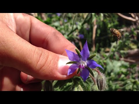 Video: Nasturtium Tohum Tasarrufu: Nasturtium Tohumları Nasıl Toplanır