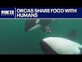 Orcas share food with humans, other animals: study | FOX 13 Seattle