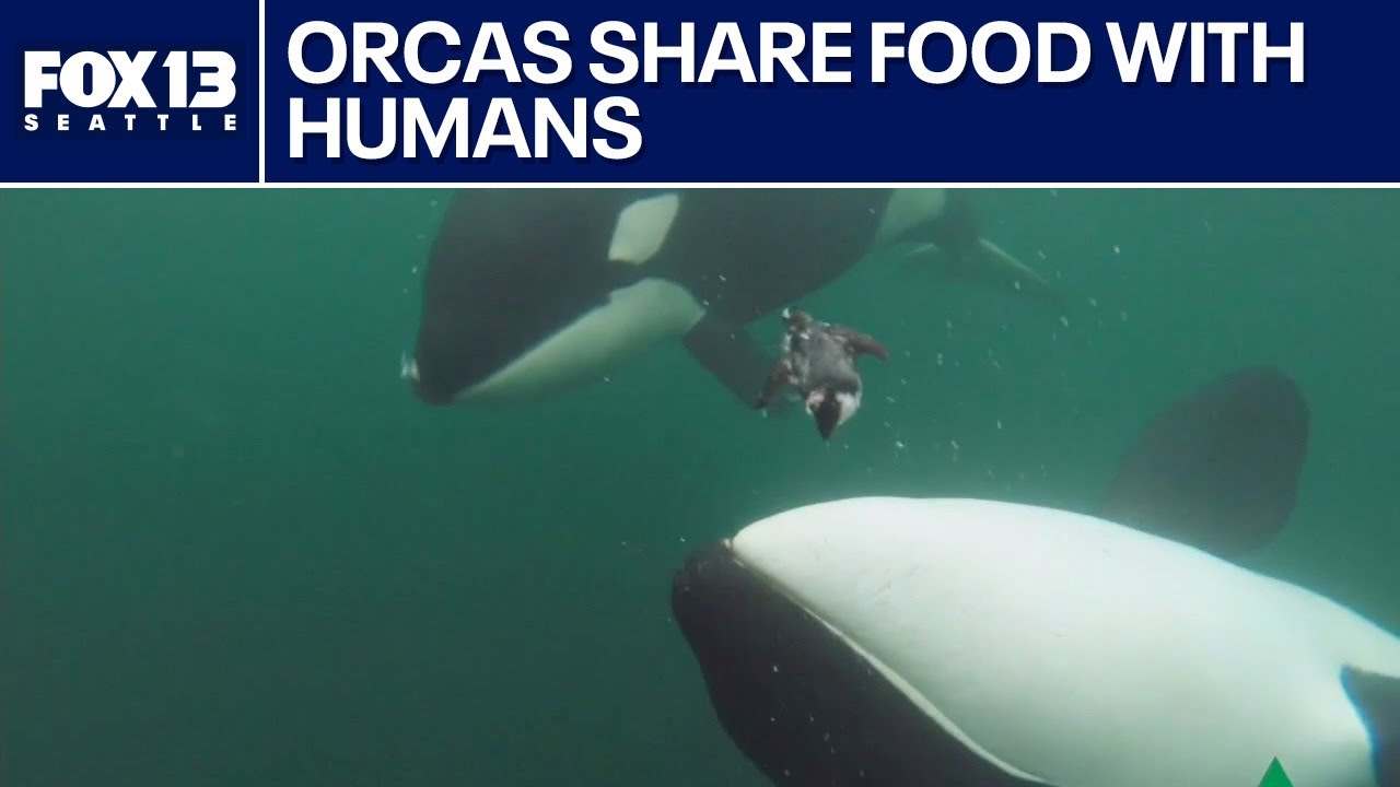 Orcas share food with humans, other animals: study | FOX 13 Seattle