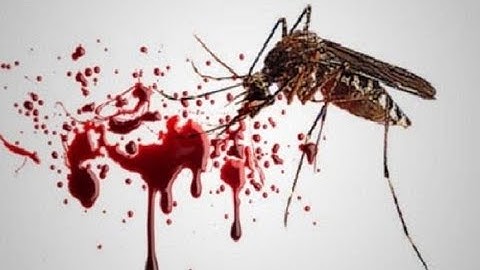 Peran IL-1β dan IL-18 dalam Keparahan DBD: Temuan Terbaru dari Universitas Airlangga