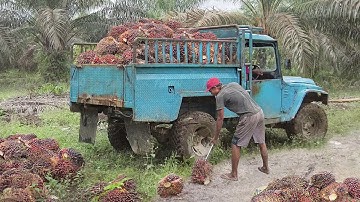 How they Harvest Million of Tons of Palm Oil Fruits Every Year - Palm Oil Production