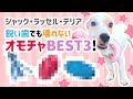 【ジャックラッセルテリア】鋭い歯でも壊れないオモチャBEST3♪