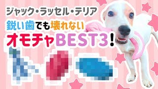 【ジャックラッセルテリア】鋭い歯でも壊れないオモチャBEST3♪