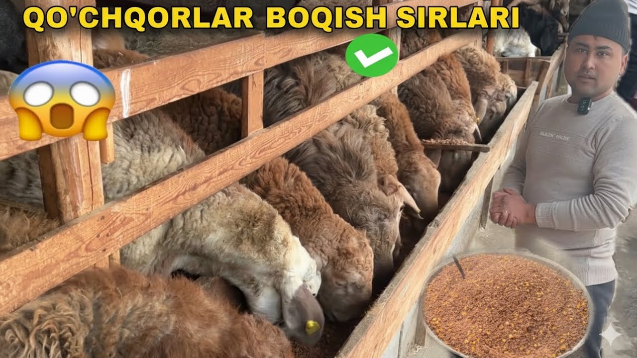 🔥 QOʻY BOQIB 3 OYDA QANCHA FOYDA QILISH MUMKIN? (REAL HISOB) 