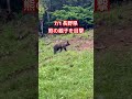長野県キャンプ場で熊の親子を目撃!人気キャンプ場の出来事