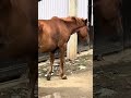 Horse 🐴