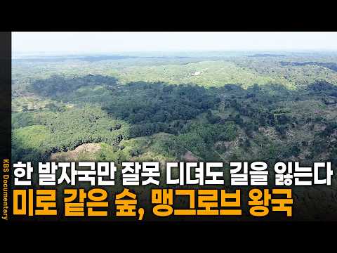 한 발자국만 잘못 디뎌도 길을 잃는 곳. 미로 같은 뿌리와 바다가 뒤섞인 맹그로브의 왕국 | KBS 걸어서 세계 속으로 20251111 방송