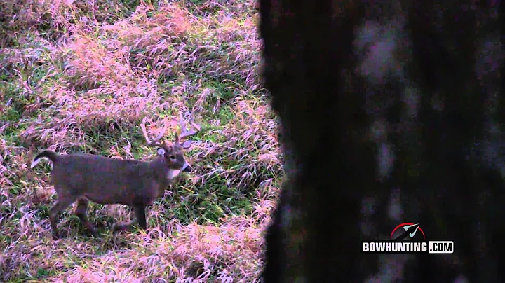 Todd Graf Illinois Buck with NAP Killzone broadhead