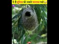 ये है दुनिया की सबसे चालाक पक्षी 🐧🐣 #shorts #birds #facts