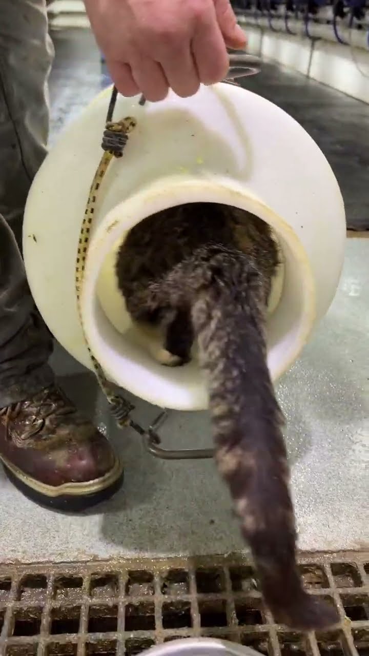 C magnifique vidéo chat ?