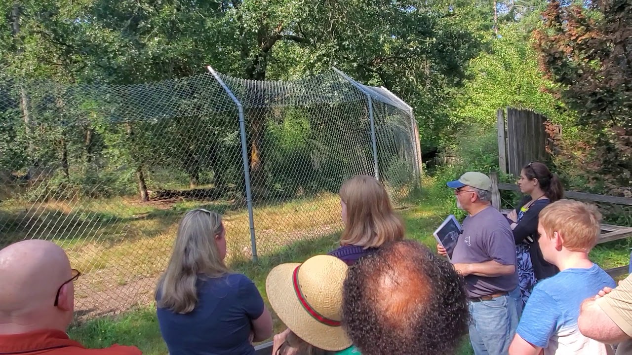 Wolf Haven guided tour YouTube