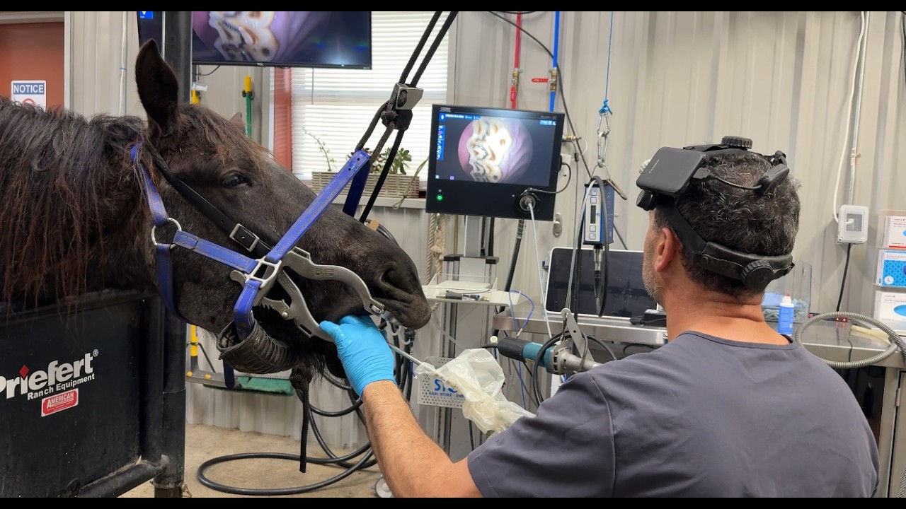 Severe Tooth Infection Causes Massive Jaw Infection in Young Horse