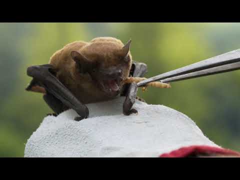 Video: Kteří netopýři pijí krev?
