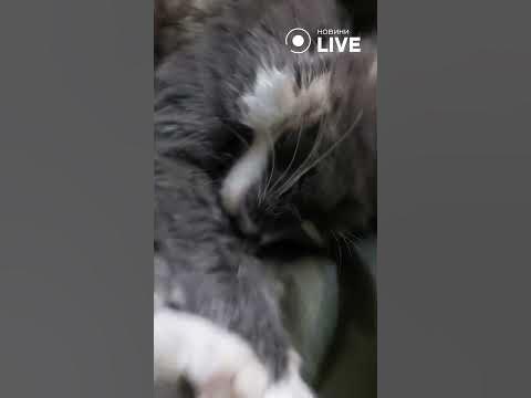 Морські котики сплять 🔥 - YouTube