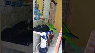 টিয়া পাখির গোসল করার আগে দেখেছেন #ai #parrot #birds #bird #shorts