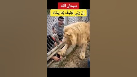 إِنَّ رَبِّي لَطِيفٌ لِمَا يَشَاءُ إِنَّهُ هُوَ الْعَلِيمُ الْحَكِيمُ - سورة يوسف