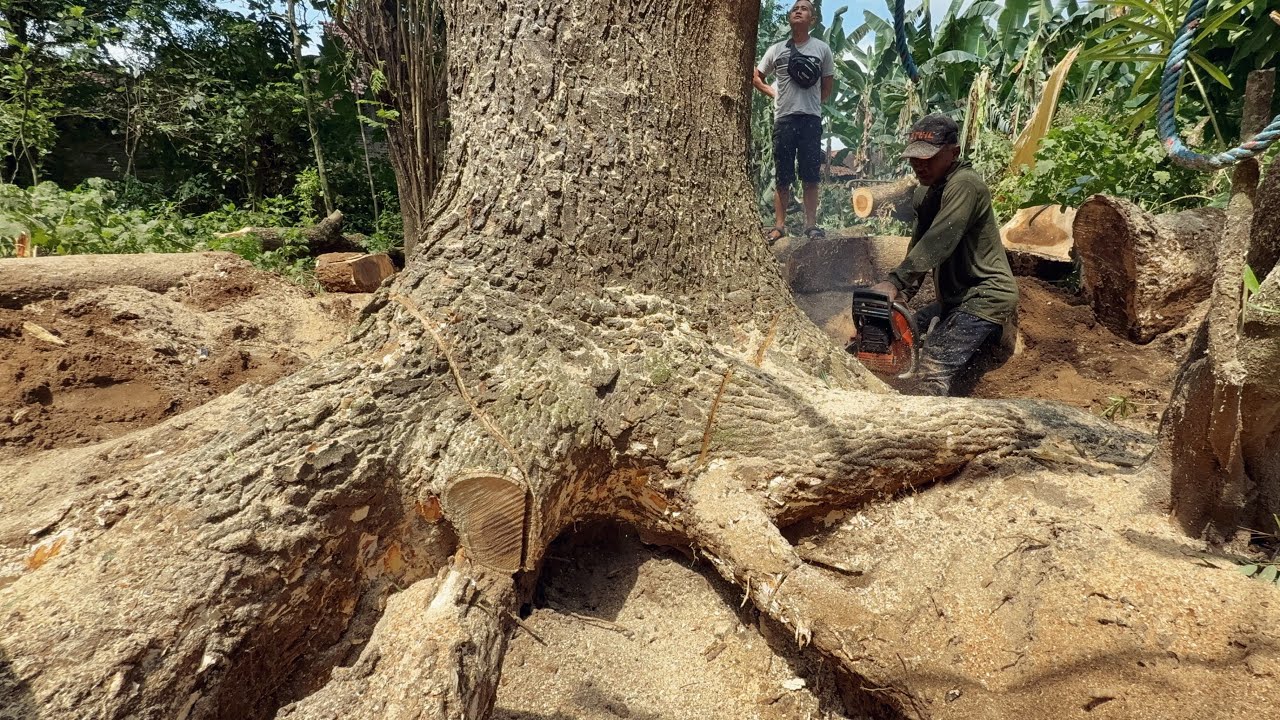 Uprooting huge tree from the roots‼️