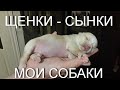 МОИ СОБАКИ. ЩЕНКИ - СЫНКИ. Как дети любимые./MY DOGS. PUPPIES-SONS. As children&#39;s favorite.