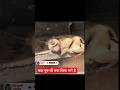 monkey doing martial art