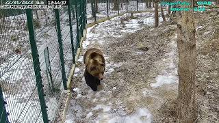 Медведь Мансур - Mansur the Bear ("Нападение" на Мансурку!!)