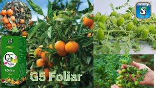 Kinnow /Orange Farming| Gram Farming | G5 Foliar.. किन्नू की बंपर पैदावार के लिए