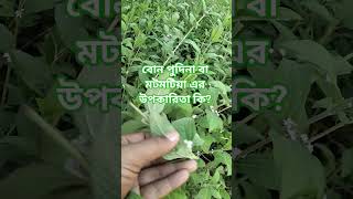 মটপটিয়া বা বন পদীনা  গাছ #beautiful #nature #flowers #farming #garden #agro