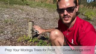 How to Prepare Your Moringa Trees for Frost