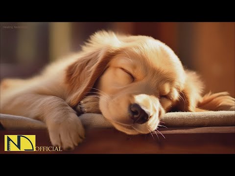 20 HOURS of Dog Calming Music🦮💖Separation Anxiety Relief Music 🐶🎵Anti Dog Relaxation⭐ NadanMusic