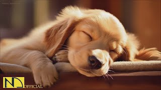 20 HOURS of Dog Calming MusicSeparation Anxiety Relief Music Anti Dog Relaxation⭐ NadanMusic