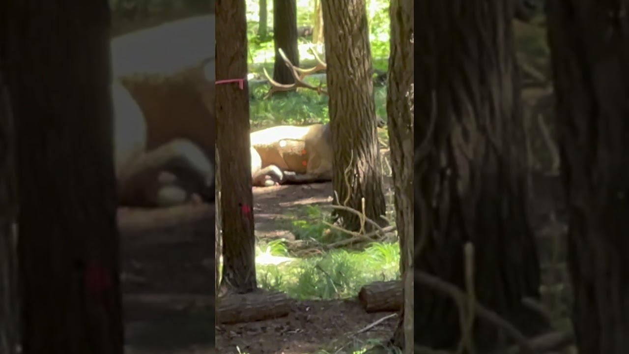 Kid can’t draw his bow back 😭 #pnw #bowhunting #elk #archery #content #idaho #content #subscribe