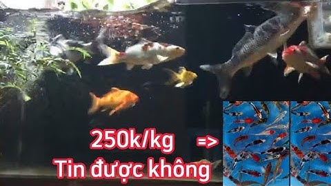 Cá Koi F1 Đẹp 250k/kg Liệu Có Chính Xác - Quan Điểm Của Nhân Vlog 1989 - Nên Mua Cá Ở Đâu Uy Tín.