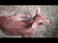 Хозяйство увеличивается, а не сокращается!#рек #топ #козы #корова #goats #shortvideo #short