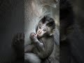 A Mother’s Warmth 🐒💞 | Pure Love in the Wild #shorts