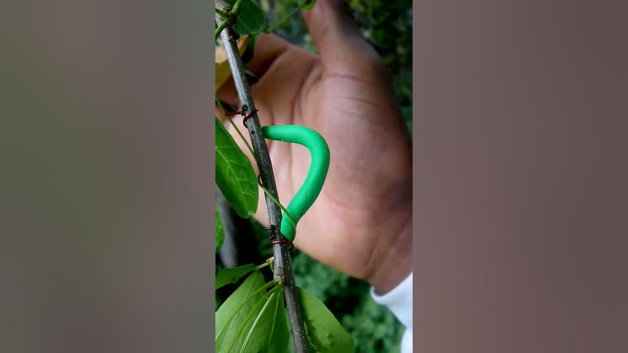 Dummy caterpillar (orugas artificiales) - YouTube