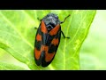 Red and Black Froghopper Facts: the JUMPING BUG | Animal Fact Files