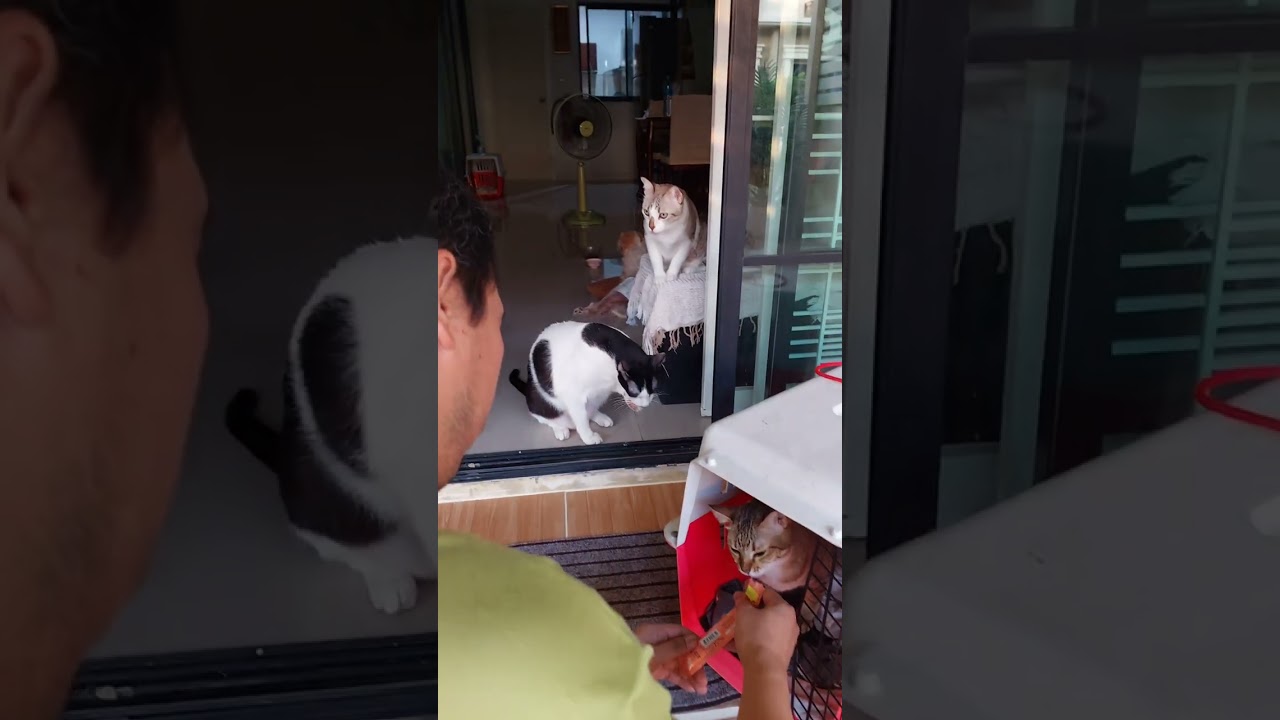 น้องแมวออกเที่ยวนอกบ้าน