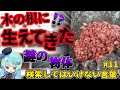 【閲覧注意】検索してはいけない言葉を怖がりが調べてみる!Part11【ゆっくり実況】