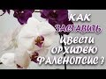 Как заставить цвести орхидею?//Цитокининовая паста