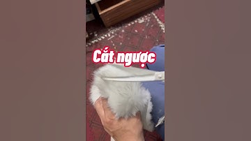 Cách kiểm tra độ sắc bén của kéo cắt sau khi mài kéo mà ko phải ai cũng biết | Quang 3S #maikeo