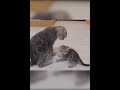 [Over 3 million views] The kittens rebelling against their mother cat were so cute. #cat #kitten