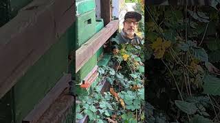 Kontrollgang hinten 13.11.25 Ableger aktiv #bienen #imkern #beekeeping #bee #springonshorts
