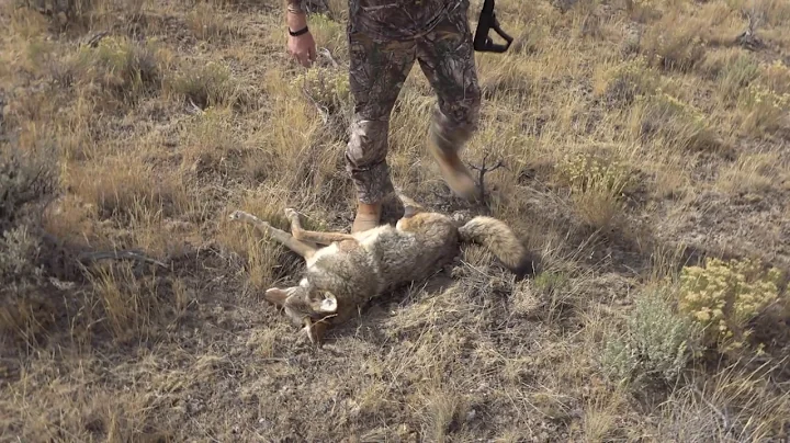 Randy's quick hunt