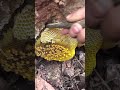 Harvesting Honey - Bee Master in Taiwan Ep- 367 By Sarvaivel Rad #honey #honeyhunting #bee