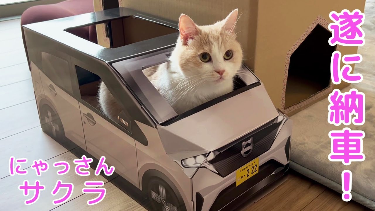 ゆうにゃさん専用 にっぽんのリサ猫（二番、益子）くろゆう