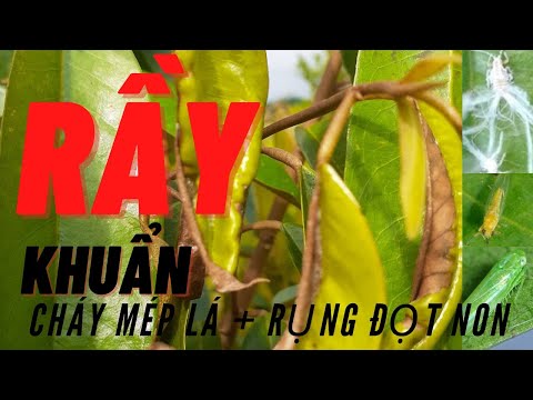 RẦY KHUẨN TẤN CÔNG VÀ NGUYÊN NHÂN RỤNG ĐỌT