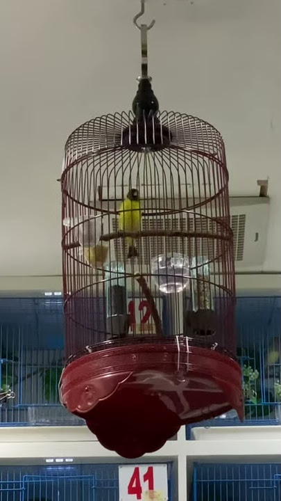 Black hooded siskin (BHS) GACOR pol