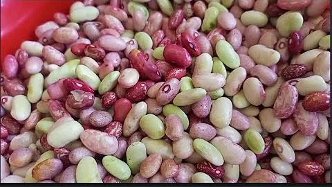 Remove / Peel Fresh Beans from the pods #vegetables
