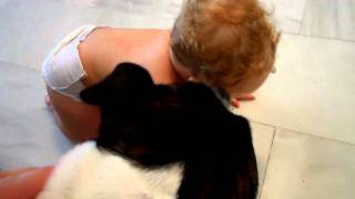 Vicious Staffordshire Bull Terrier Attack On A 10 Month Old Baby